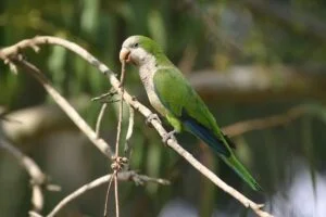 Alertan por aumento de neumonías atípicas causadas por aves de compañía
