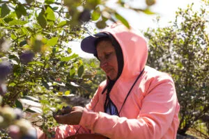 Prorrogan la protección de beneficios sociales para trabajadores rurales temporarios