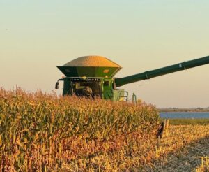 Maíz en Corrientes, con la mirada en la ganadería de ciclo completo