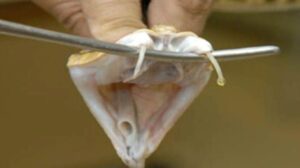 Evalúan si plasma humano repara daños musculares causados por veneno de yarará