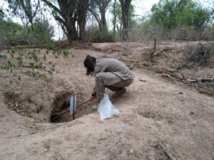 Madrigueras, para reproducción y descanso de insectos flebótomos en zonas semiáridas