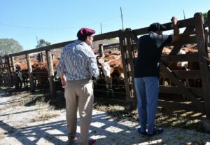 Exitoso quinto remate de pequeños productores en Riachuelo, con más de 1.700 cabezas