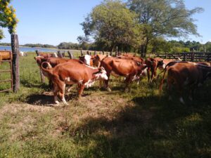 Veterinarios convocan a jornada sobre nuevo plan de vacunación antiaftosa en Corrientes