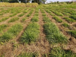 Estudian la mejora genética de un pasto clave para la ganadería del NEA