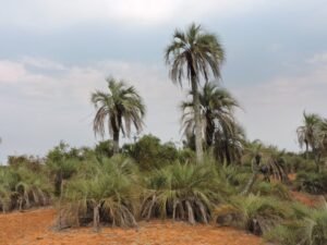 Por alta vulnerabilidad de la “Palmera de Bonpland”, proponen medidas de protección